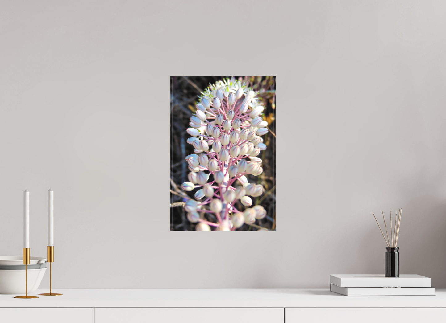Sea Squill - photo print