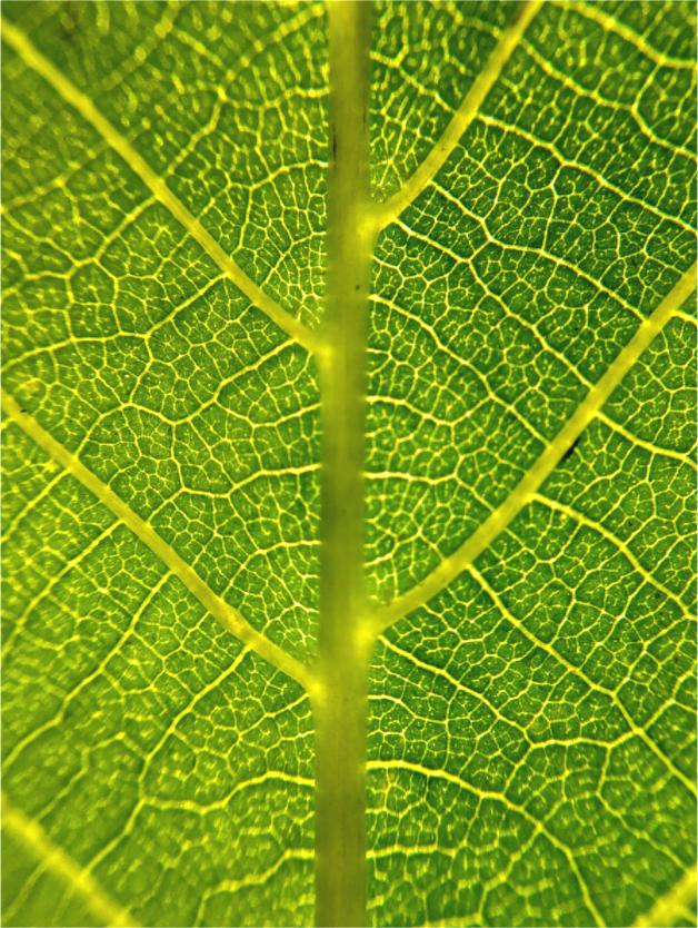 The Leaf - photo print
