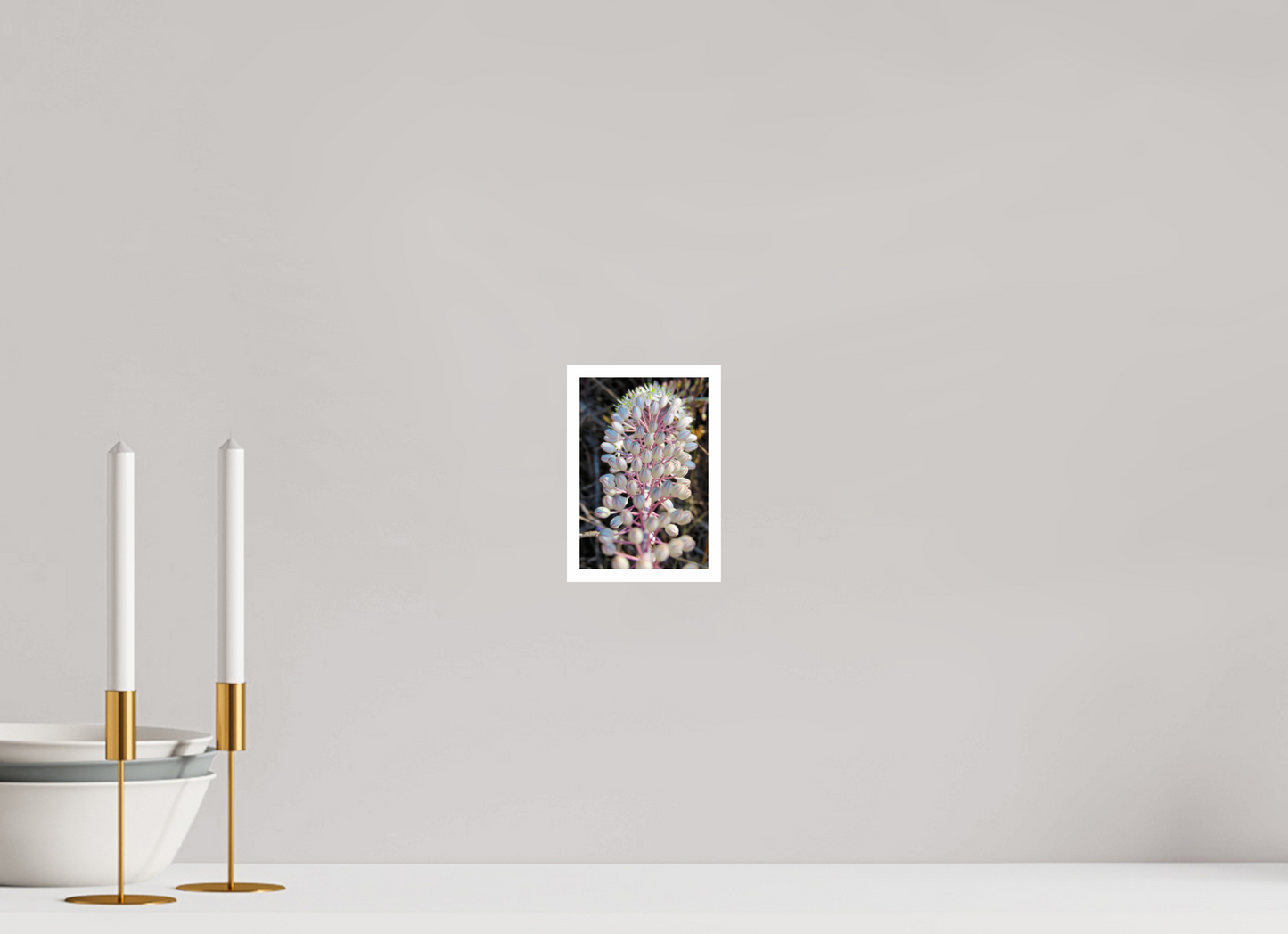 Discover the Resilient Beauty of the Coast: "Sea Squill" - photo print