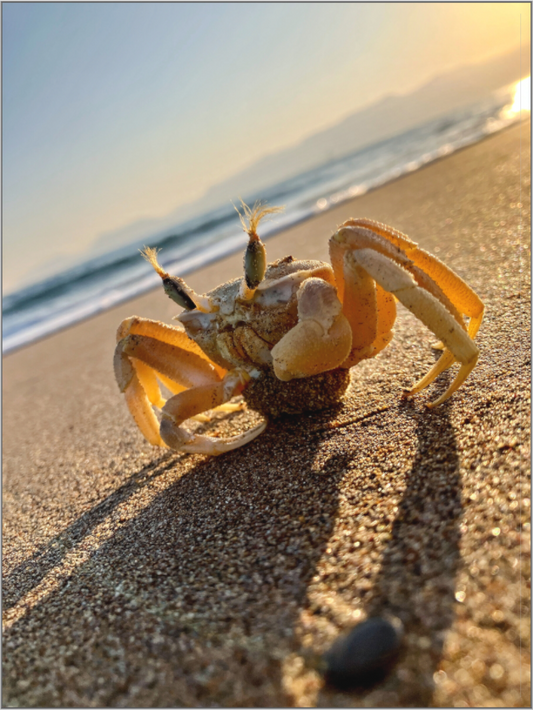 Explore the Intricate World of the Shore: "The Crab" - photo print