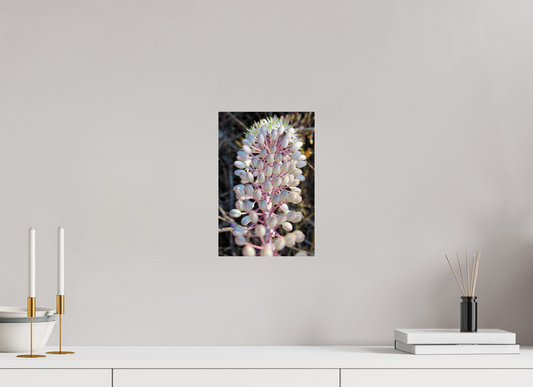 8 x 12″, ChromaLuxe HD Metal Print Discover the Resilient Beauty of the Coast: "Sea Squill" - photo print