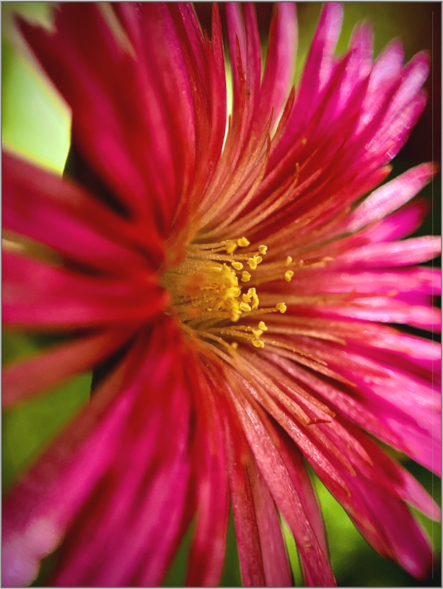 Witness the Ephemeral Art of Winter: "Close-up Trailing Ice Flower" - photo print