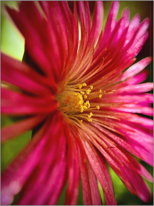 Witness the Ephemeral Art of Winter: "Close-up Trailing Ice Flower" - photo print