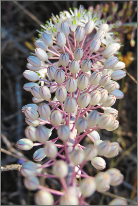Discover the Resilient Beauty of the Coast: "Sea Squill" - photo print