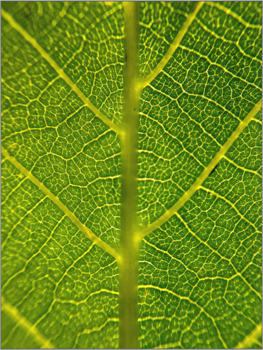 Discover the Beauty in Simplicity: "The Leaf" - photo print