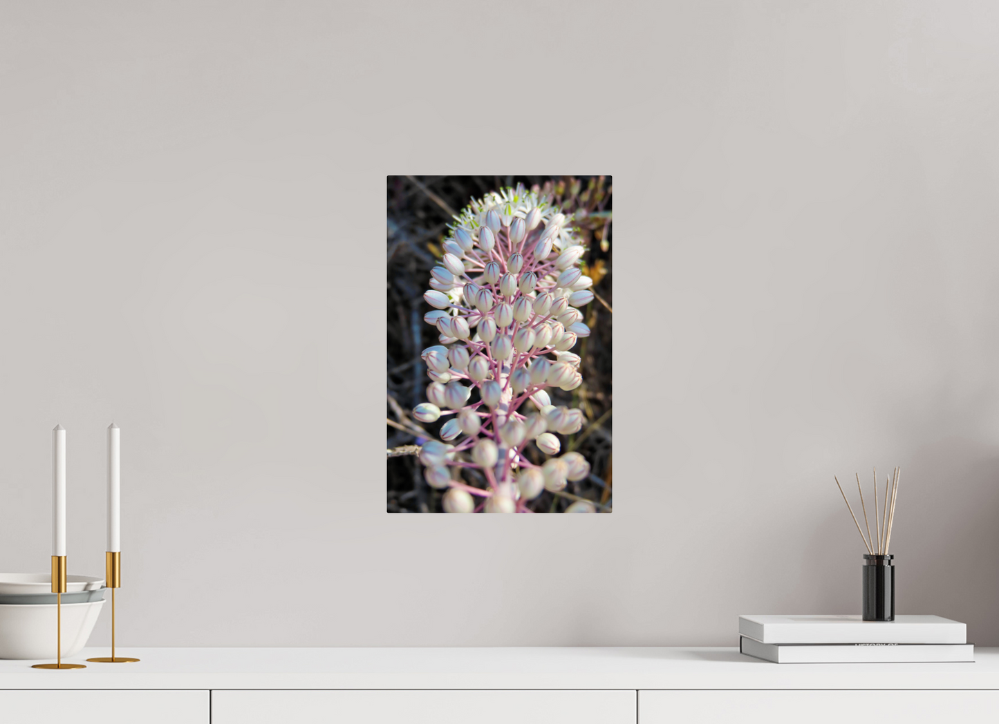 Sea Squill - photo print