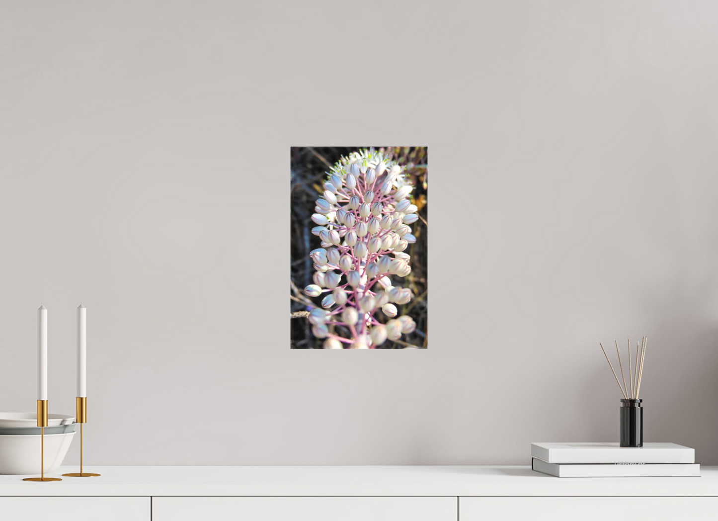 Sea Squill - photo print