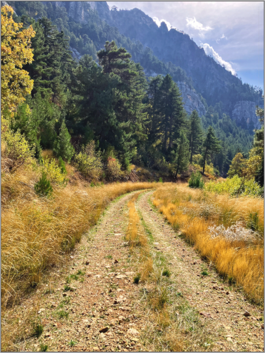 Embrace the Journey: "Down the Trail" - photo print
