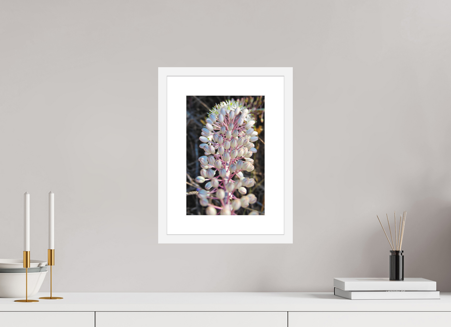 Sea Squill - photo print