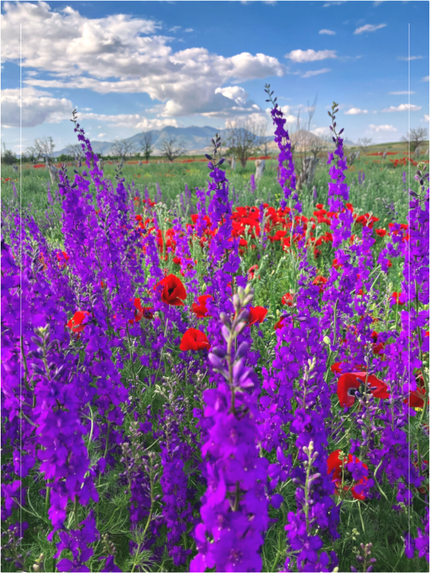 Main image Photo print of "Tall Purple Larkspul" by Luvinans
