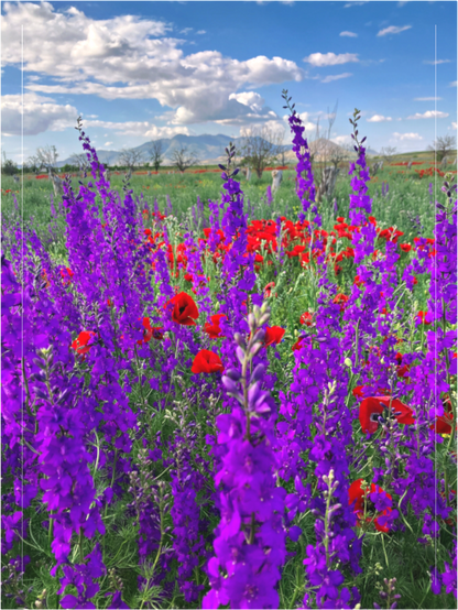 Main image Photo print of "Tall Purple Larkspul" by Luvinans