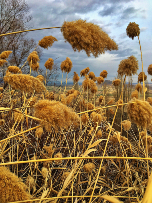 Golden Grass - photo print