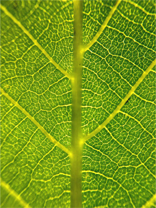 The Leaf - photo print