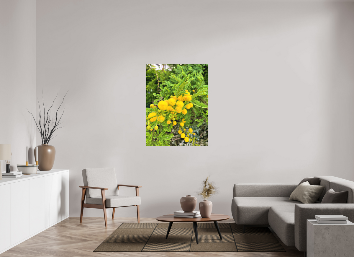 36 x 48″, Print for Indoors Photo print of "Silver Wattle" by Luvinans.