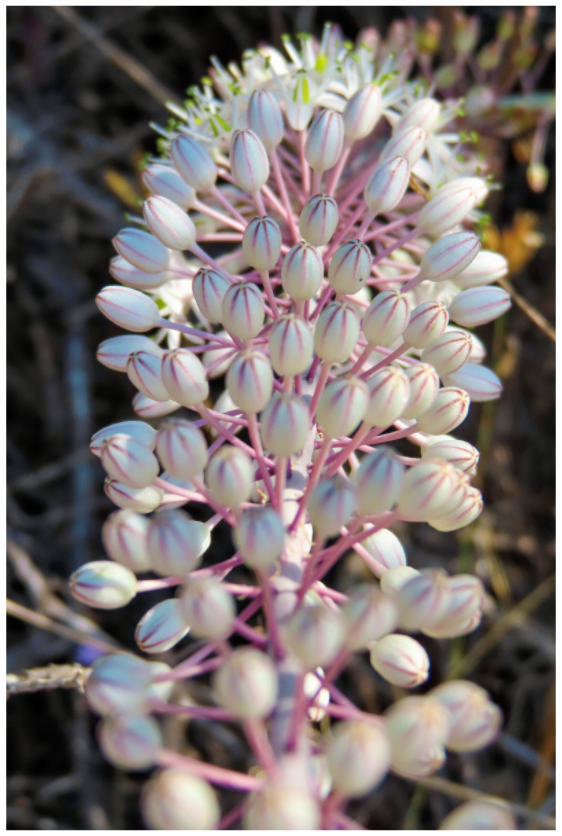 Main image Discover the Resilient Beauty of the Coast: "Sea Squill" - photo print