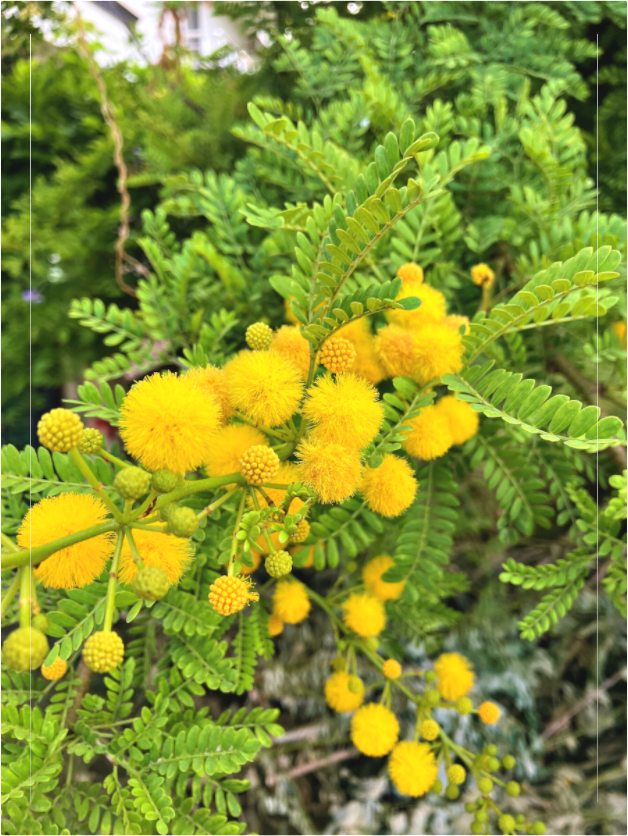 Main image Photo print of "Silver Wattle" by Luvinans.