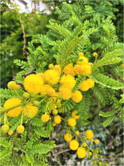 Main image Photo print of "Silver Wattle" by Luvinans.