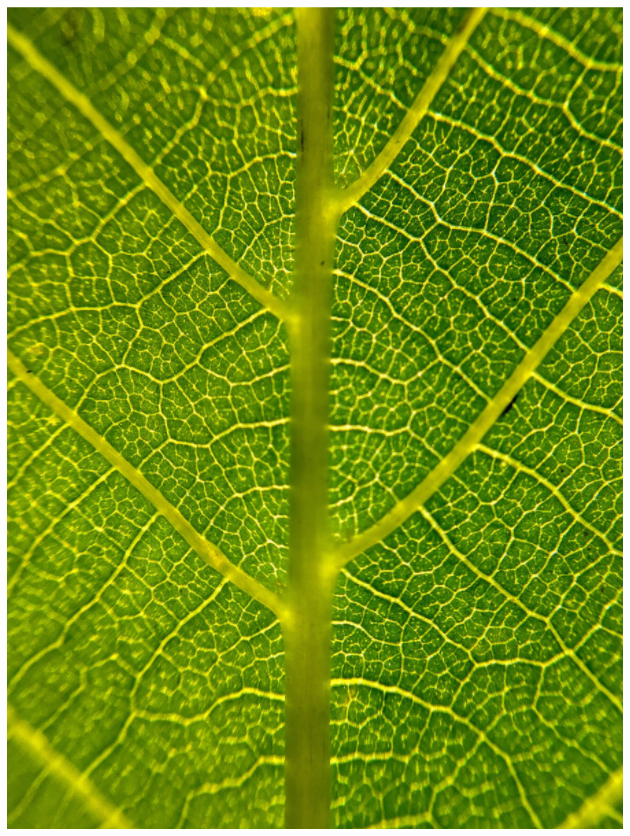 Main image Discover the Beauty in Simplicity: "The Leaf" - photo print