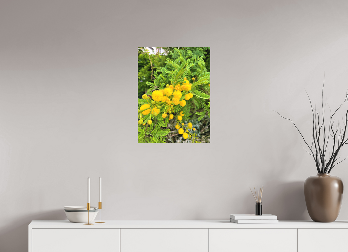 18 x 24″, Print for Indoors Photo print of "Silver Wattle" by Luvinans.