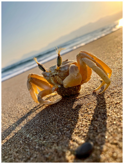 Main image Explore the Intricate World of the Shore: "The Crab" - photo print