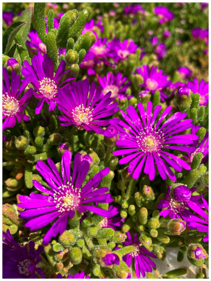 Main image Behold the Fragile Beauty of Winter: "Hardy Ice Flower" - photo print