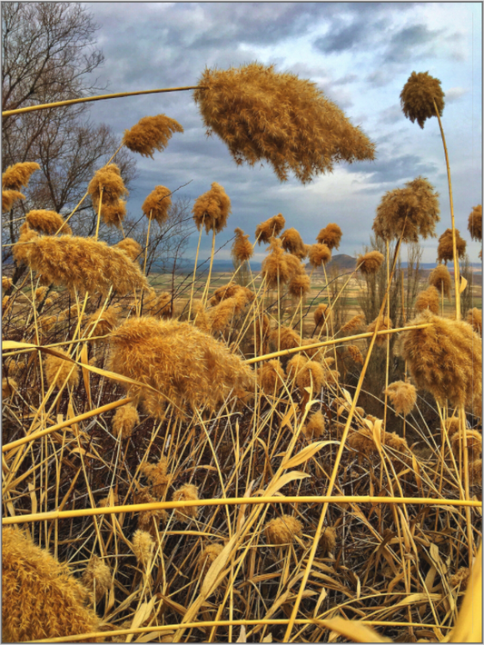 Bathe in the Warmth of Nature: "Golden Grass" - photo print
