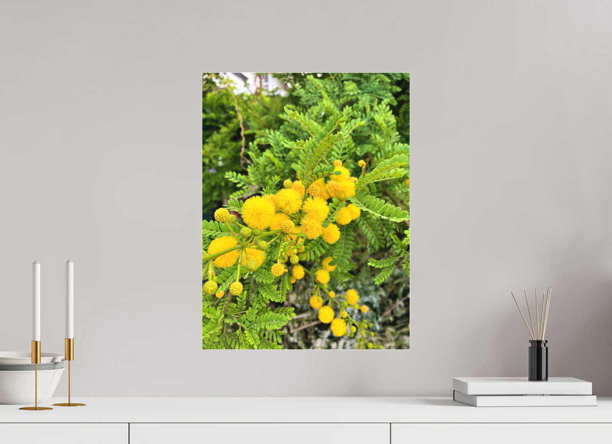 15 x 20″, Print for Indoors Photo print of "Silver Wattle" by Luvinans.