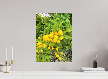 15 x 20″, Print for Indoors Photo print of "Silver Wattle" by Luvinans.
