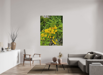 45 x 60″, Print for Outdoors Photo print of "Silver Wattle" by Luvinans.