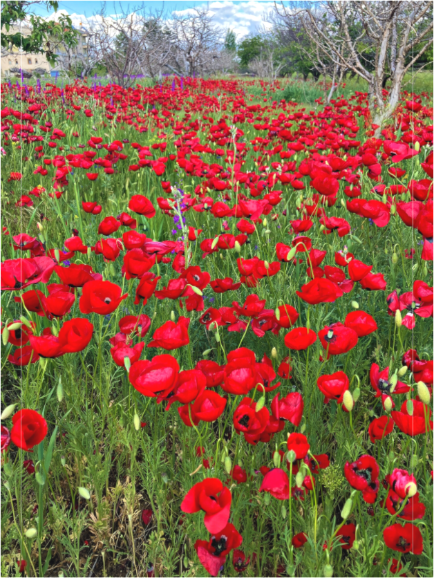 Main image Photo print of "Poppies" by Luvinans.