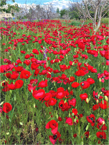 Main image Photo print of "Poppies" by Luvinans.