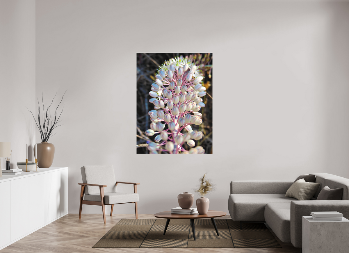 45 x 60″, Print for Indoors Photo print of "Sea Squill" by Luvinans.