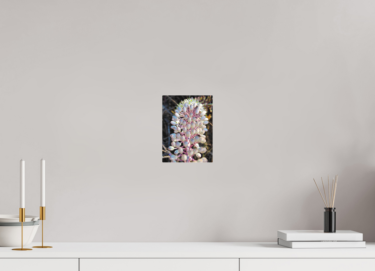 6 x 8″, Print for Indoors Photo print of "Sea Squill" by Luvinans.