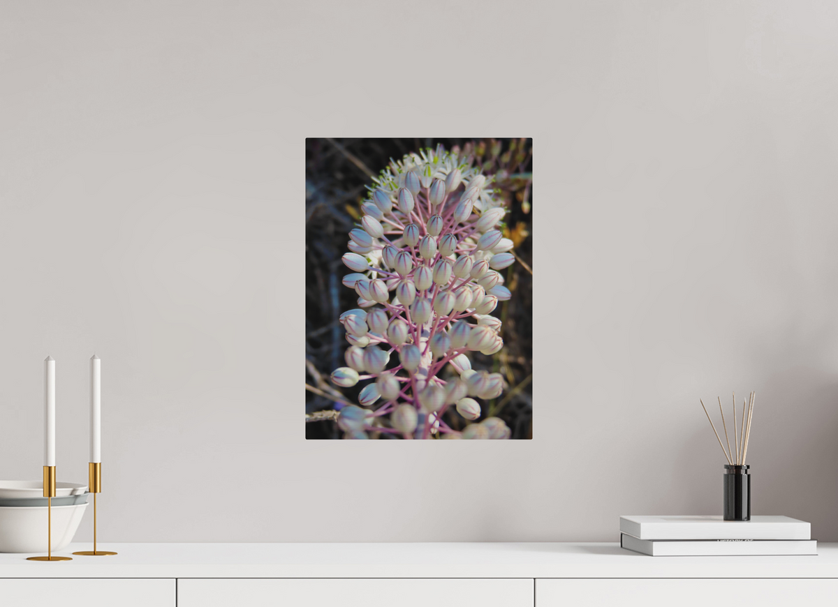 12 x 16″, Print for Outdoors Photo print of "Sea Squill" by Luvinans.