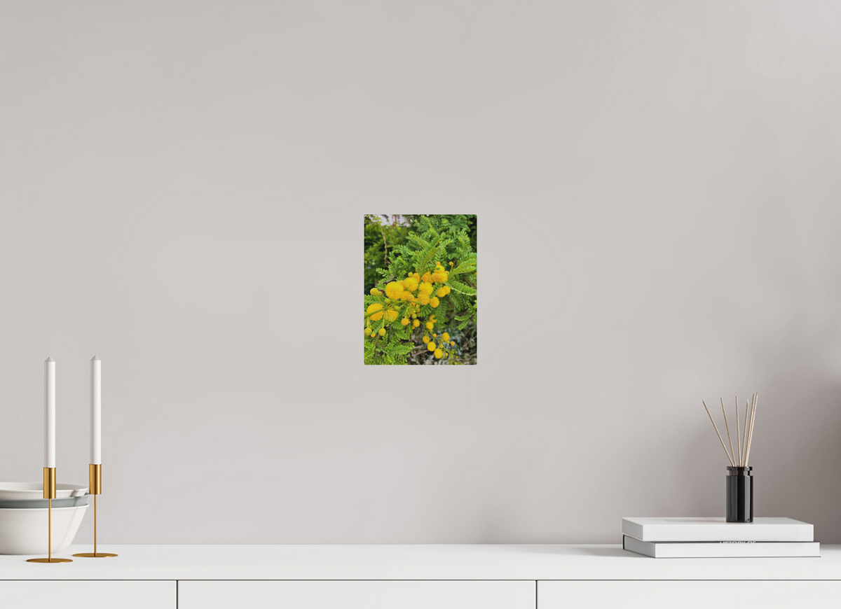 6 x 8″, Print for Outdoors Photo print of "Silver Wattle" by Luvinans.