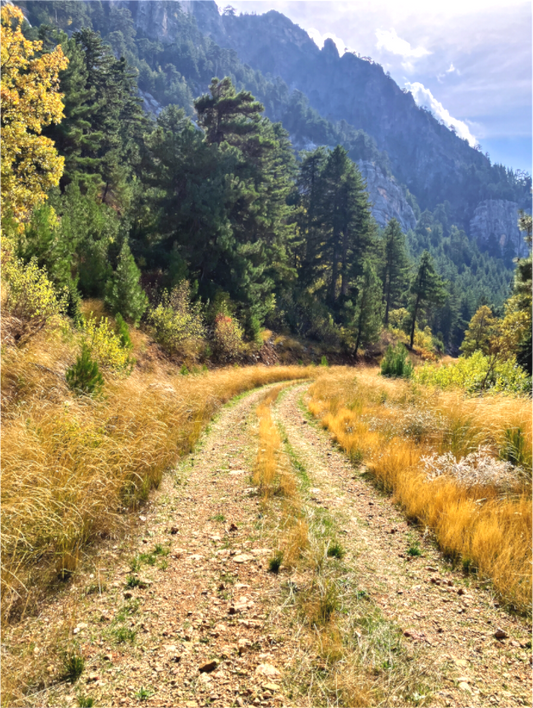Down the Trail - photo print