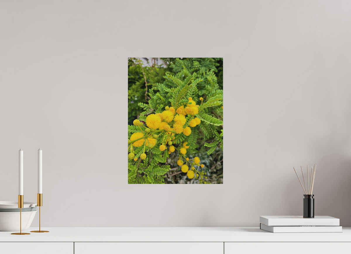 12 x 16″, Print for Outdoors Photo print of "Silver Wattle" by Luvinans.