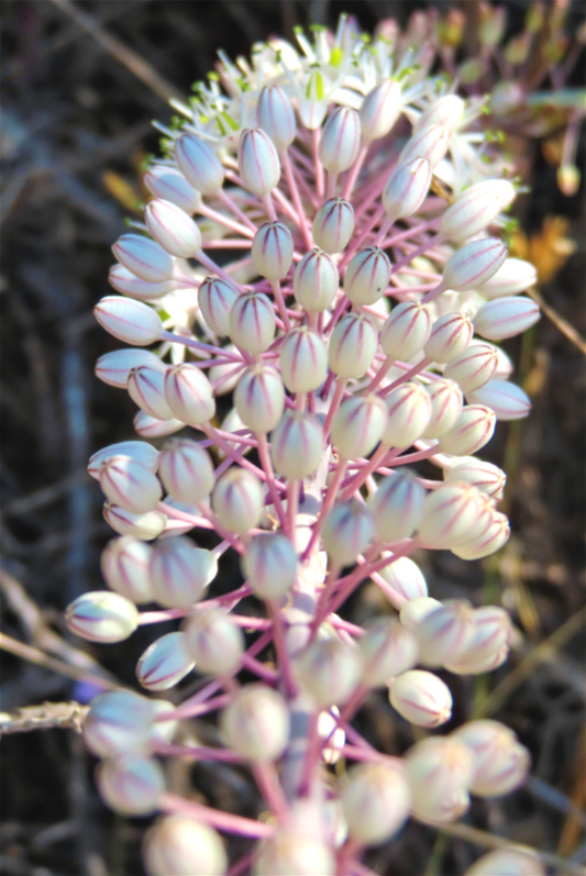 Sea Squill - photo print