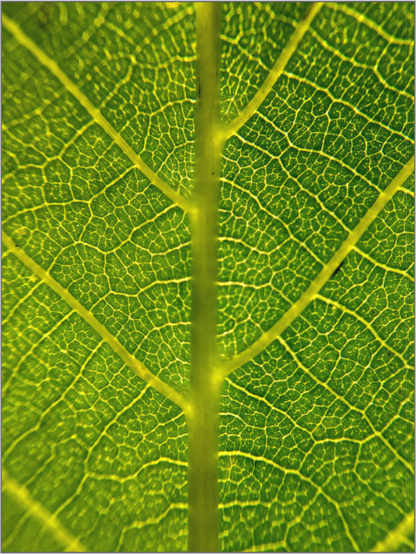 Discover the Beauty in Simplicity: "The Leaf" - photo print
