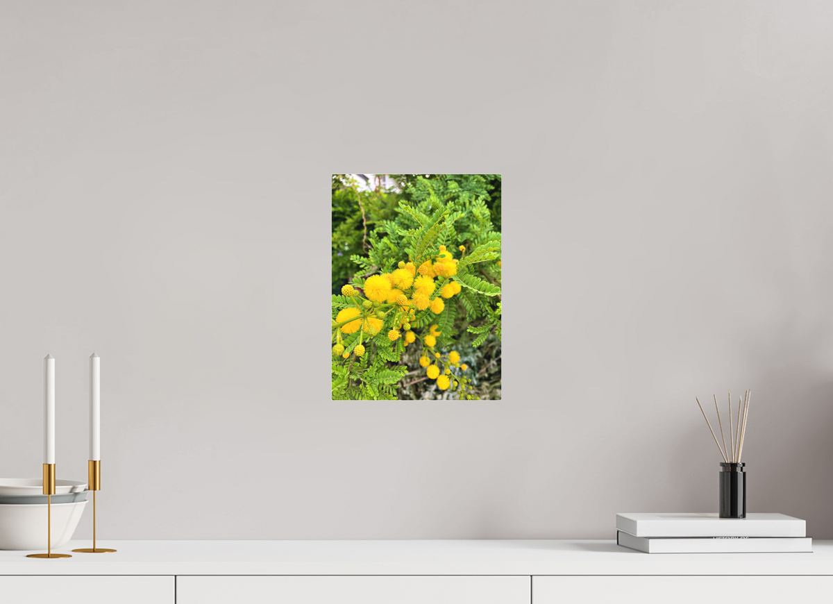 9 x 12″, Print for Indoors Photo print of "Silver Wattle" by Luvinans.
