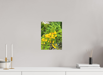 9 x 12″, Print for Indoors Photo print of "Silver Wattle" by Luvinans.