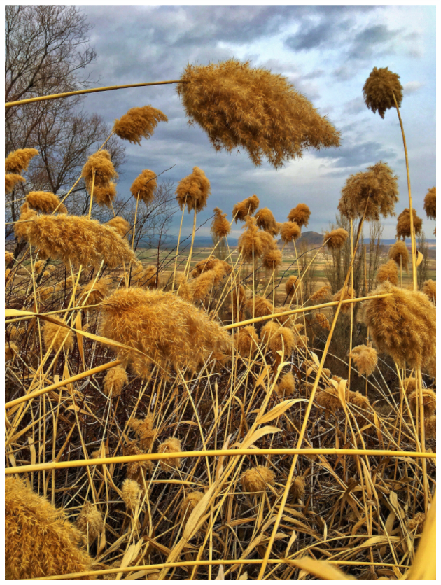 Main image Bathe in the Warmth of Nature: "Golden Grass" - photo print