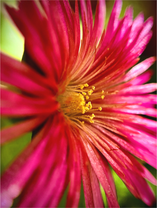 Close-up Trailing Ice Flower