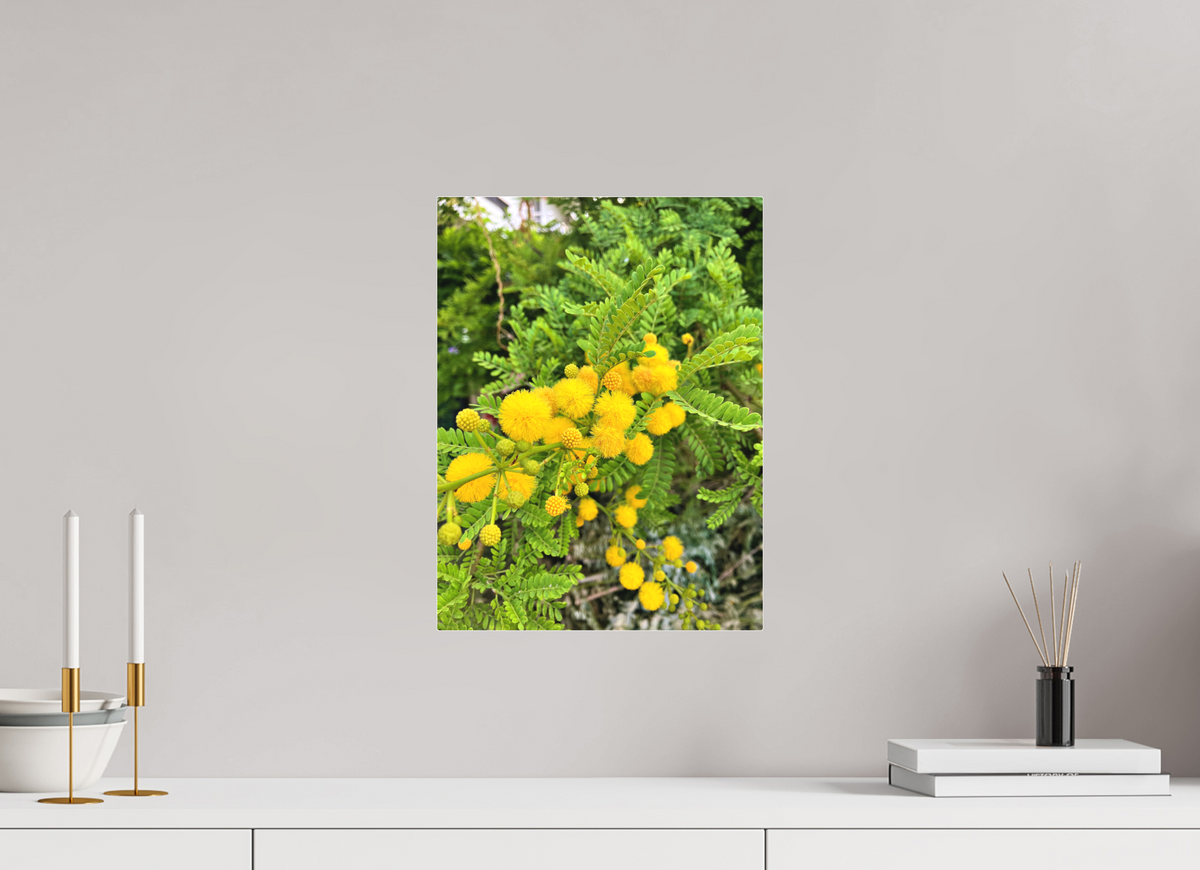12 x 16″, Print for Indoors Photo print of "Silver Wattle" by Luvinans.