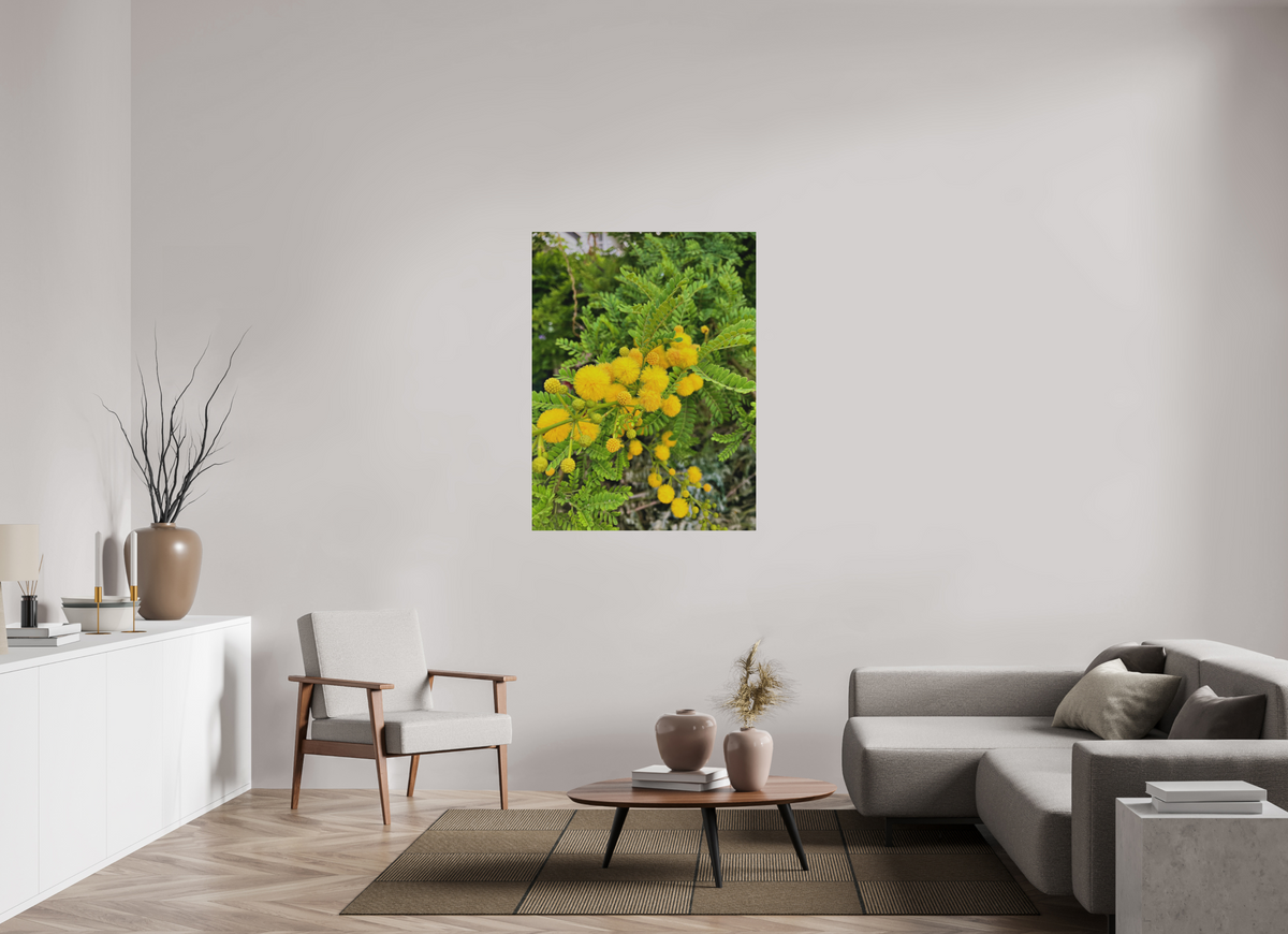 36 x 48″, Print for Outdoors Photo print of "Silver Wattle" by Luvinans.