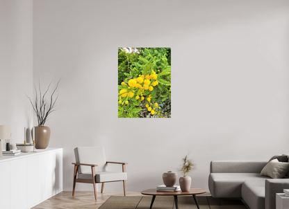 30 x 40″, Print for Indoors Photo print of "Silver Wattle" by Luvinans.