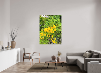 45 x 60″, Print for Indoors Photo print of "Silver Wattle" by Luvinans.