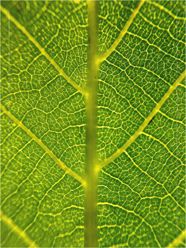 Main image Photo print of "The Leaf" by Luvinans
