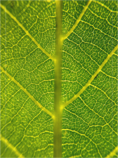 Main image Photo print of "The Leaf" by Luvinans