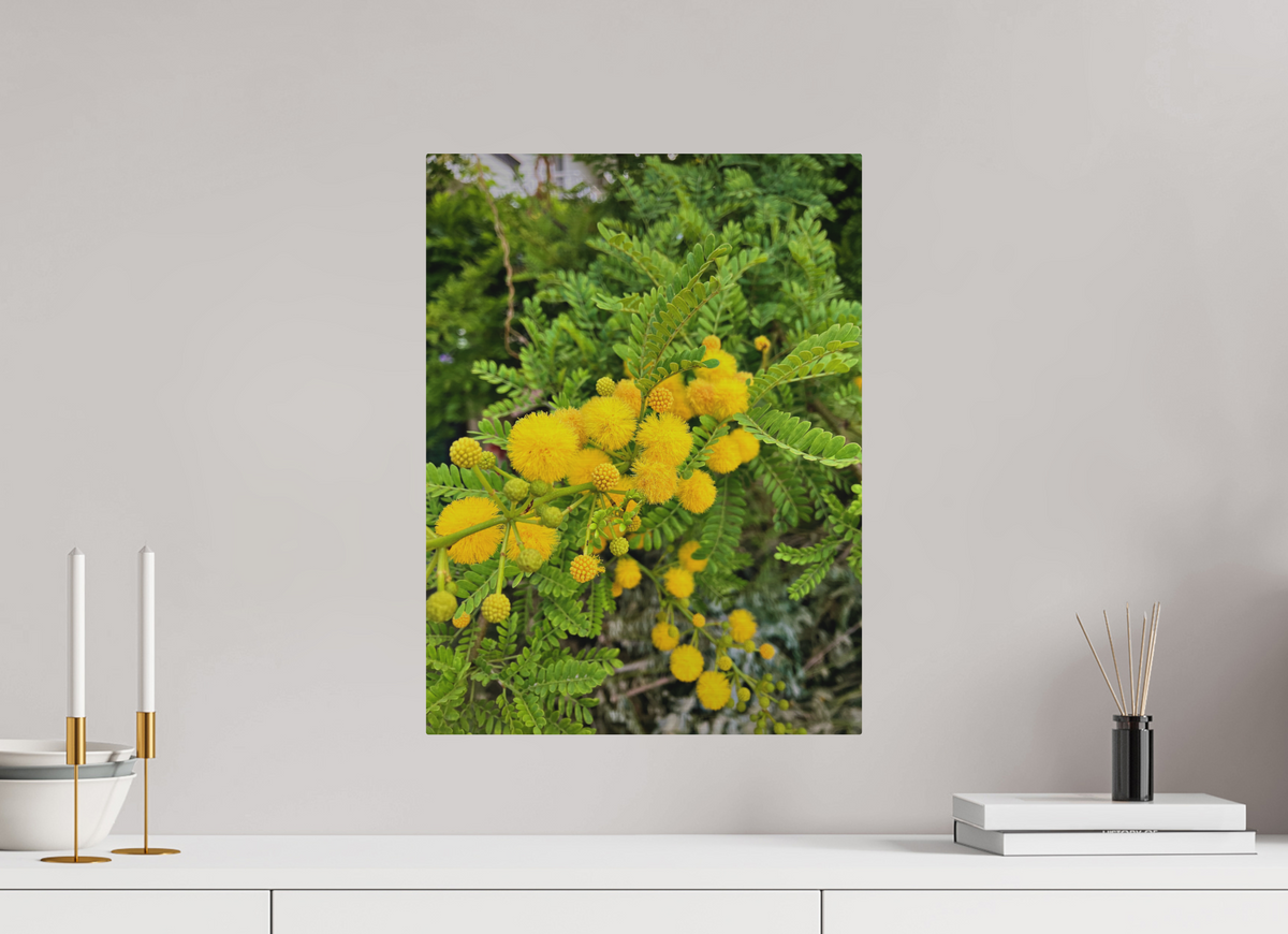 15 x 20″, Print for Outdoors Photo print of "Silver Wattle" by Luvinans.